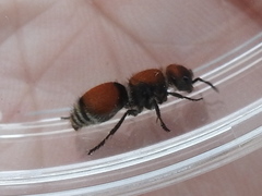 Pseudomethoca propinqua