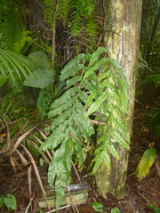 Phlebodium decumanum