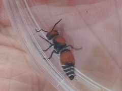 Pseudomethoca propinqua