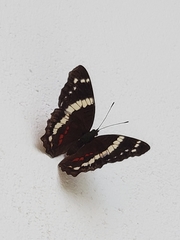 Anartia fatima