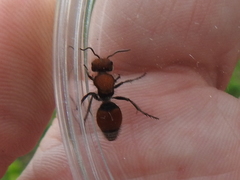 Pseudomethoca propinqua