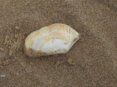 Zirfaea crispata