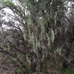 Usnea trichodea
