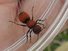 Pseudomethoca propinqua