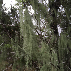Usnea trichodea