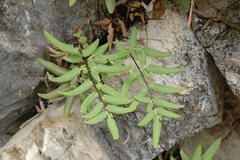 Pellaea glabella simplex