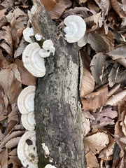 Trametes