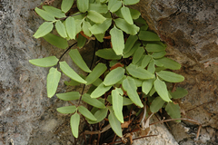 Pellaea glabella simplex