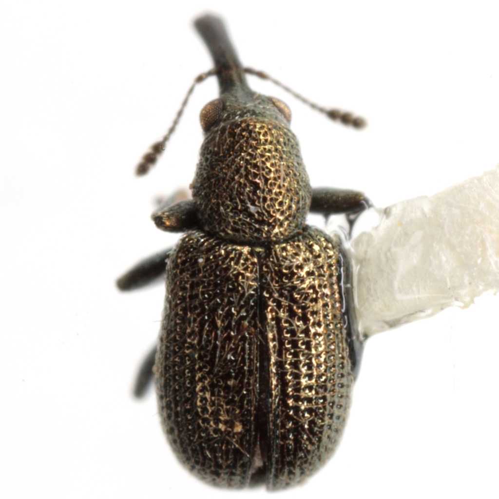 Temnocerus aeratus