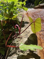 Philodendron erubescens