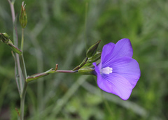 Linum narbonense