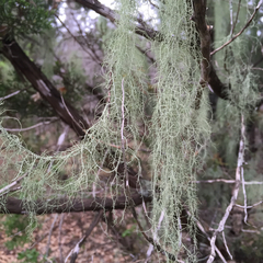 Usnea trichodea