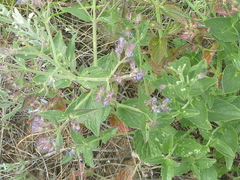 Nepeta ucranica