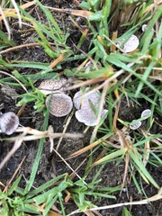 Poronia punctata
