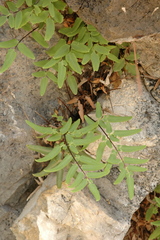 Pellaea glabella simplex