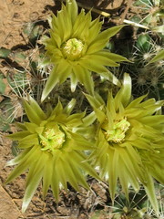 Escobaria missouriensis