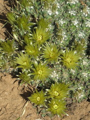 Escobaria missouriensis