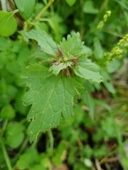 Lamium bifidum