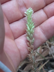 Microchilus