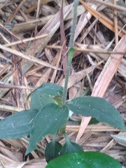 Microchilus
