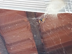 Nephilingis cruentata