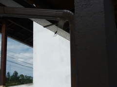 Nephilingis cruentata