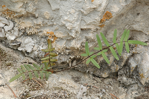 Image of Pellaea gastonyi by (c) Timothy McNitt, some rights reserved (CC BY)