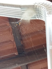 Nephilingis cruentata