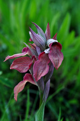 Serapias neglecta neglecta