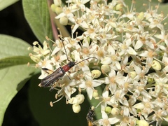 Callimoxys fuscipennis