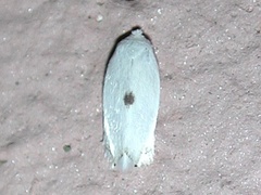 Pseudopostega quadristrigella