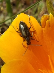 Brachysomida californica