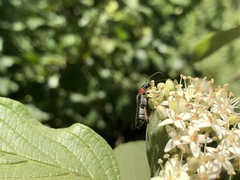 Callimoxys fuscipennis