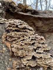 Trametes