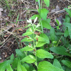 Lithospermum helleri