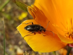 Brachysomida californica