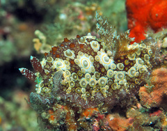 Carminodoris estrelyado