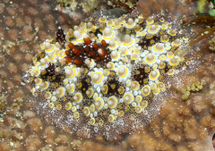Carminodoris estrelyado
