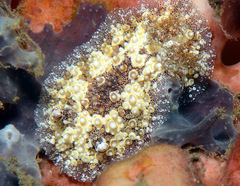 Carminodoris estrelyado