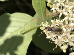 Callimoxys fuscipennis