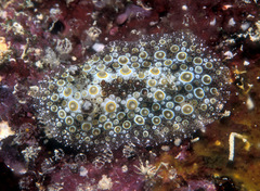 Carminodoris estrelyado