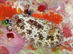 Carminodoris estrelyado