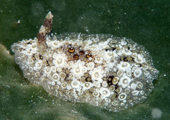 Carminodoris estrelyado
