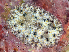 Carminodoris estrelyado