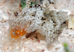 Carminodoris estrelyado