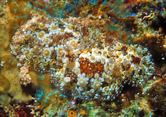 Carminodoris estrelyado