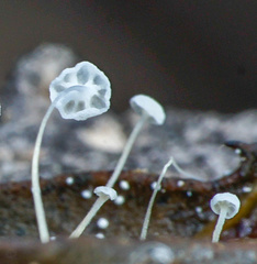 Mycena quercus-ilicis