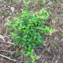 Lithospermum helleri
