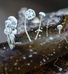 Mycena quercus-ilicis