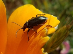 Brachysomida californica